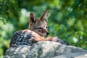 Black-Backed Jackal