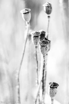 Where Are our Petals?
