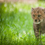 Cheetah Cub