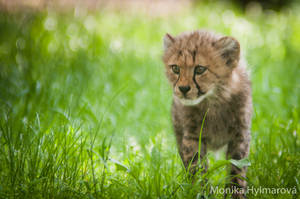 Cheetah Cub