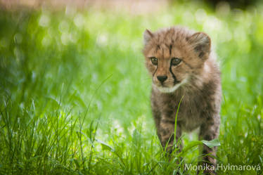 Cheetah Cub