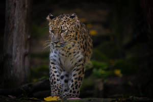 Amur Leopard
