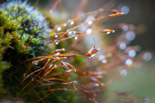 Drops in Moss