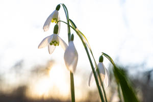 Snowdrops in the Sun