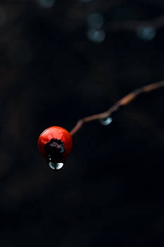 Rosehip Minimalism