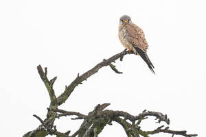 Curious Kestrel