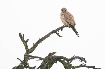 Curious Kestrel
