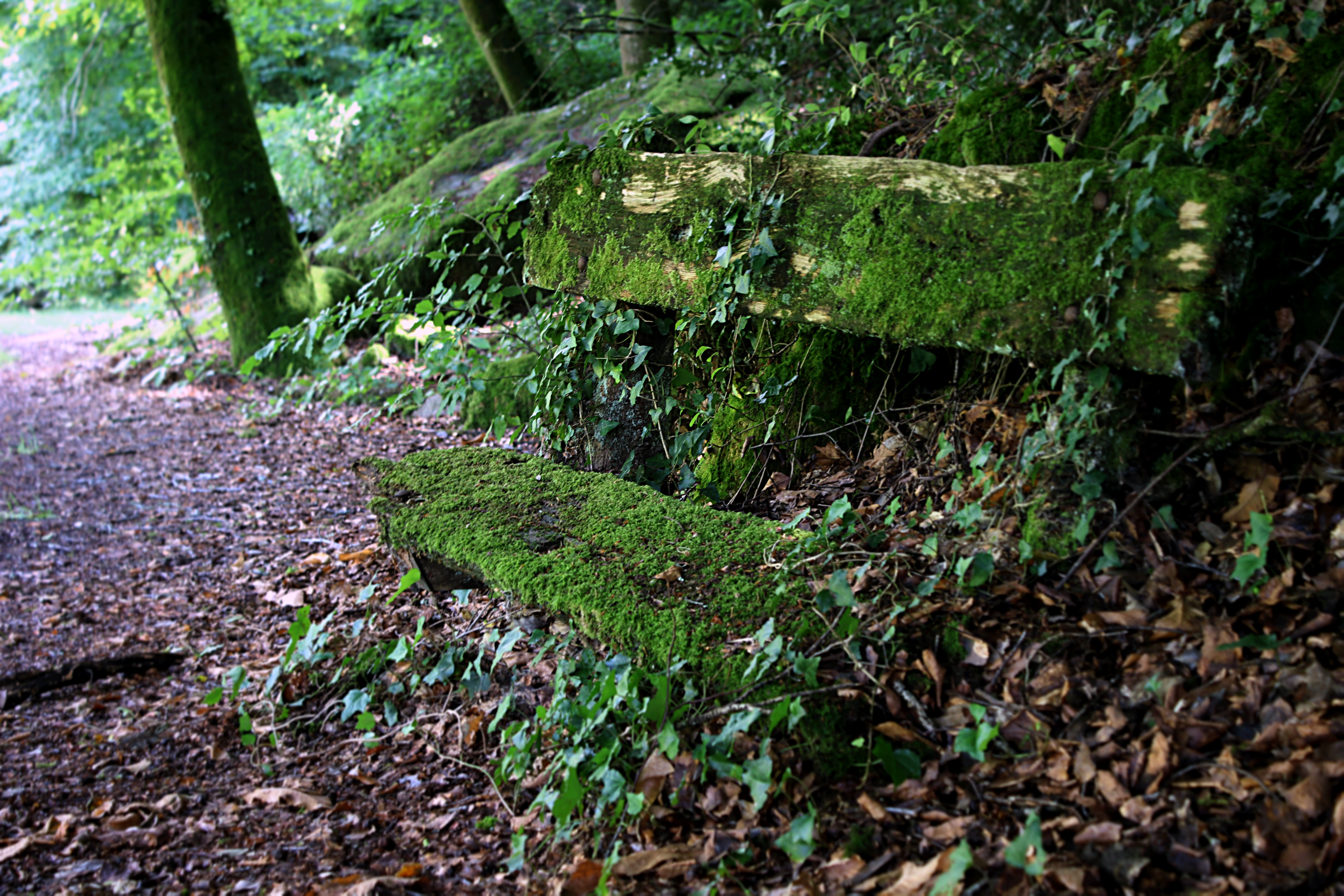 A seat in the forest