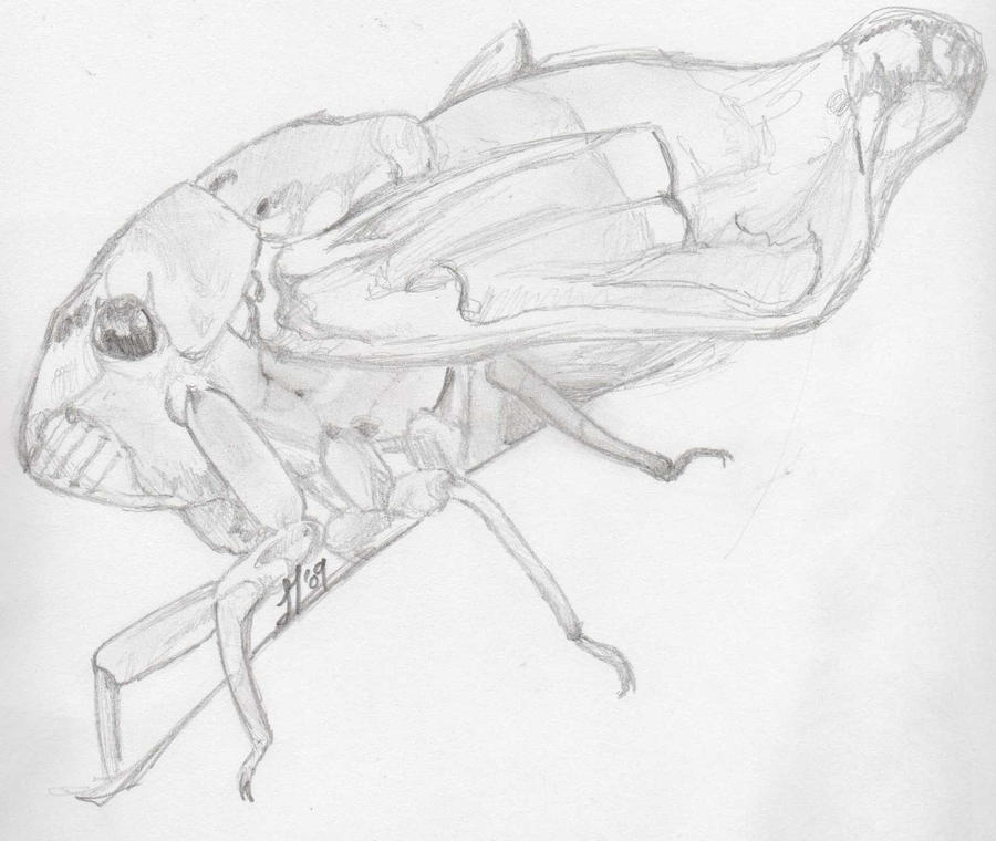 Cicada