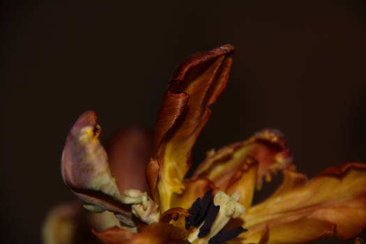 Tulip close-up