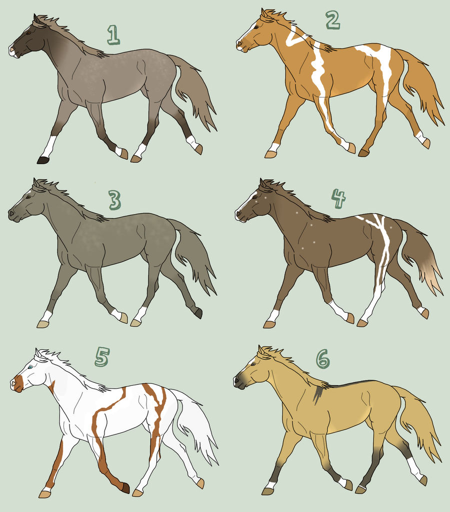 Large horse adoption