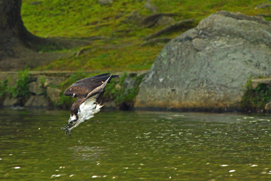 Osprey dive