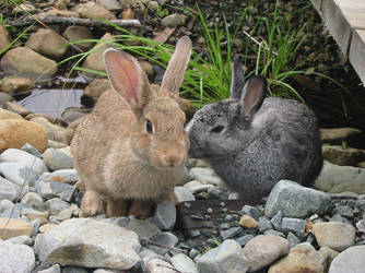 two bunnies kissing