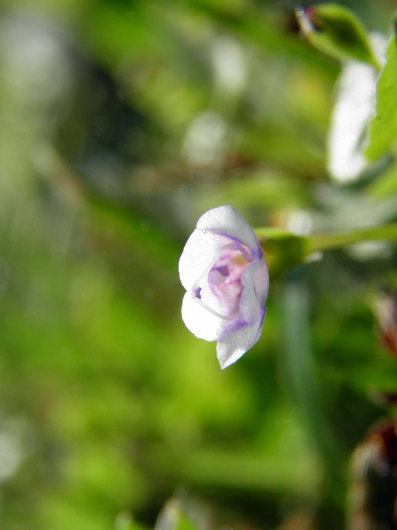 Small Flower