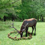 The Fairy Ring (1 of 3)