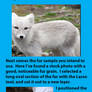Furry Photomorph Tutorial: Part I