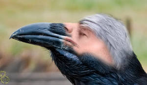 Bird Flu
