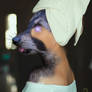 Raccoon Spa