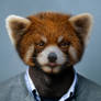 Red Panda Portrait