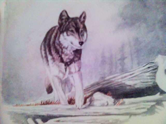 Wolf