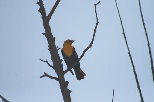 Yellow-Headed Blackbird