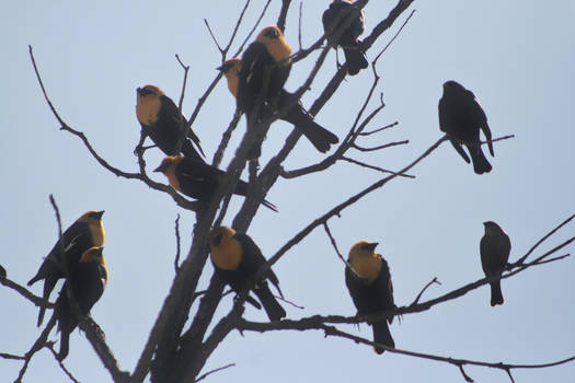 Yellow-Headed Blackbirds