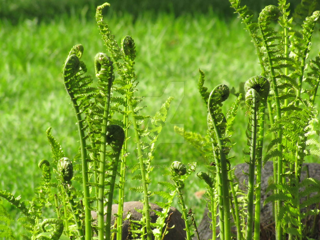 Spring Ferns by Nutcracker2024 on DeviantArt