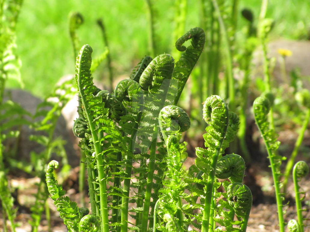 Spring Ferns Spring Ferns2 by Nutcracker2024 on DeviantArt