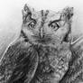 November 2016 Birdwhisperer - Eastern Screech Owl