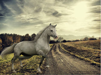 Grey Warmblood On A Road