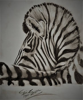 Zebra