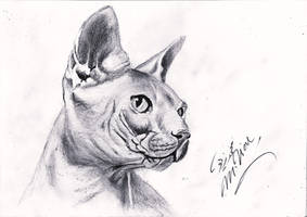 Sphynx Cat