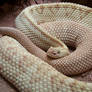 rattle snake sd zoo