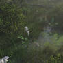 Bog