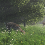 A Watchful Eye