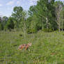 Meadow Crossing