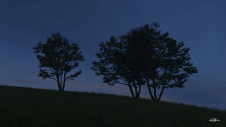 Trees on a Hill - 01 Dawn