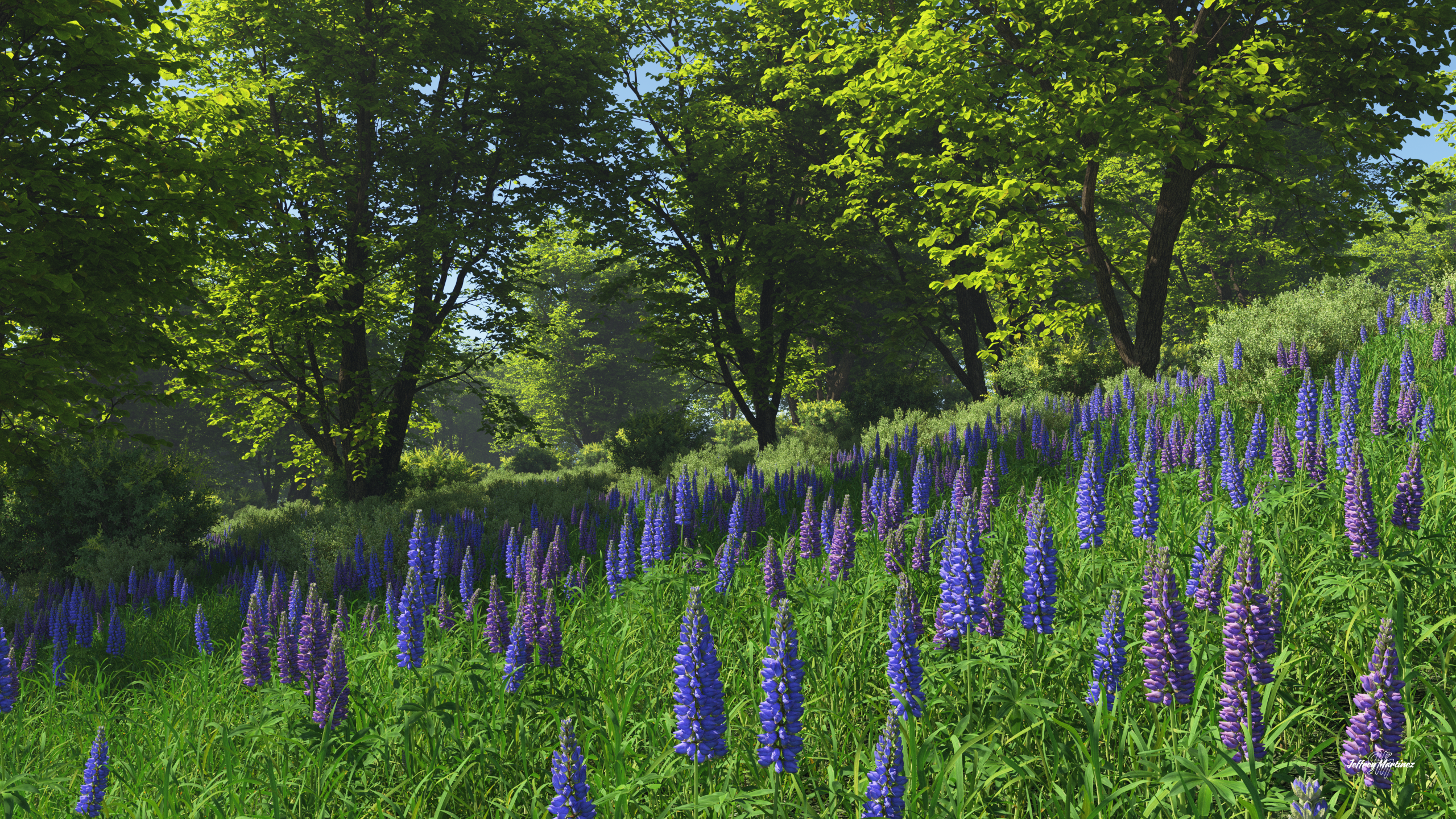 Lupine Meadow