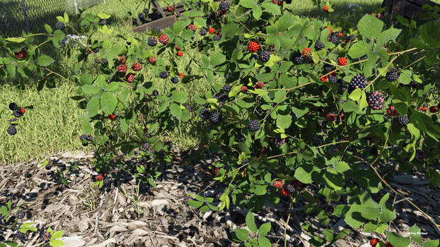 Backyard Berries