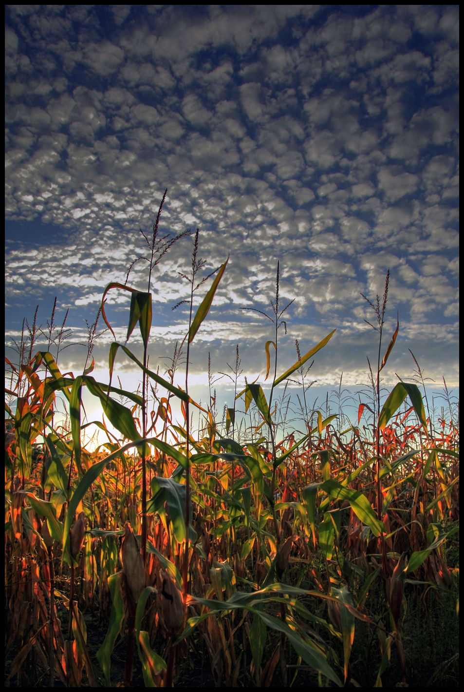 Corn Fields