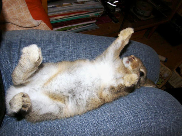 Rabbit - new hun by Markiit on DeviantArt