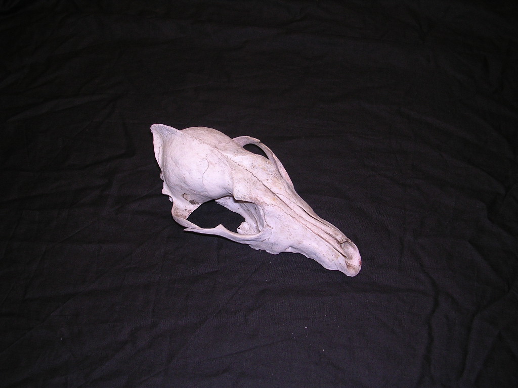 skull 3