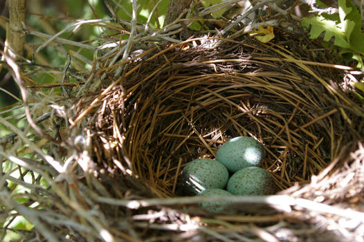 Blue Jay Eggs - Before