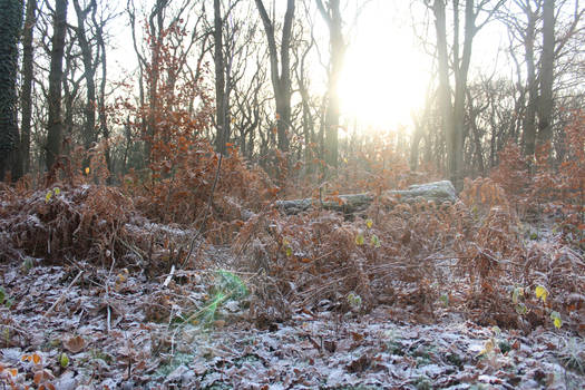 Winter in der Burg