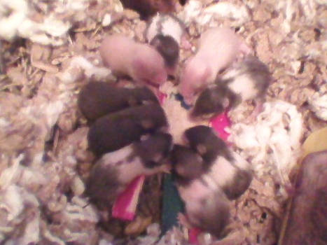 9 of the 12 pups, 2 weeks old