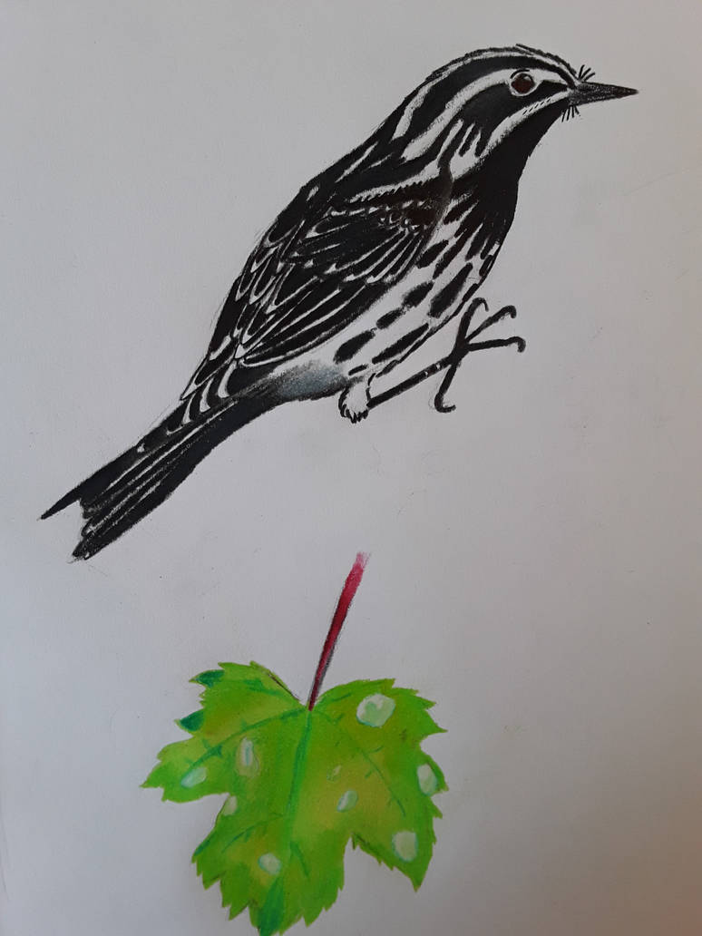 Black and White Warbler with Maple Leaf