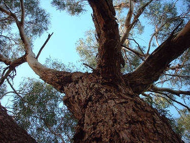 Australian Gum Tree