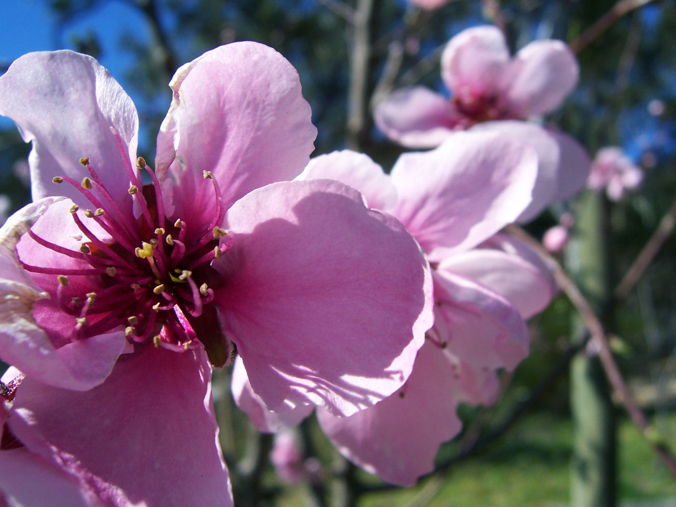 Apple tree - Stock