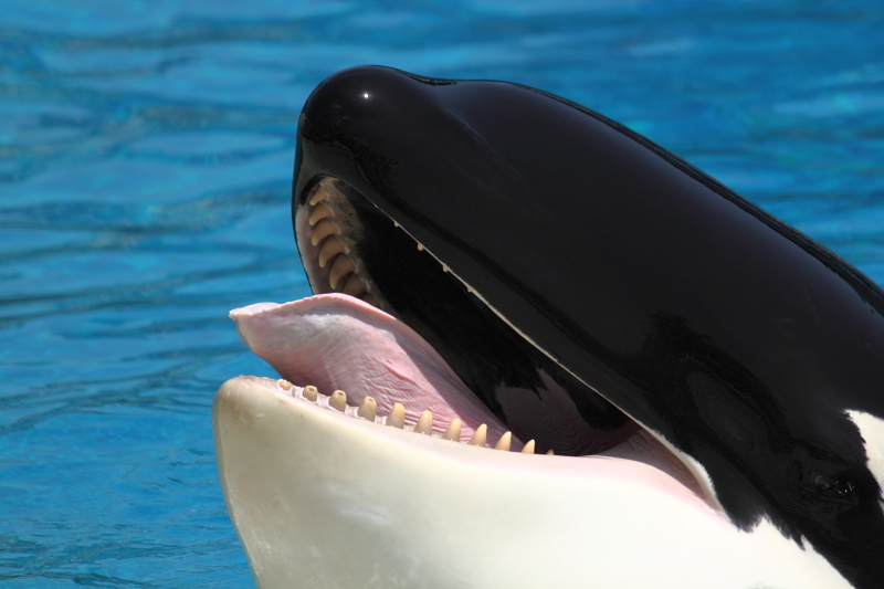 Orca Tongue