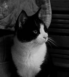Tommy - Black and white cat